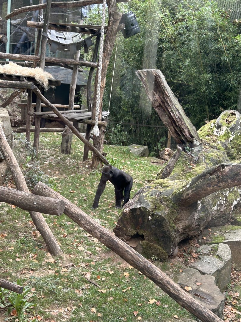 Western lowland gorilla