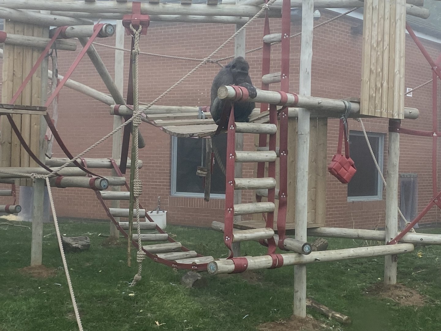 Western lowland gorilla