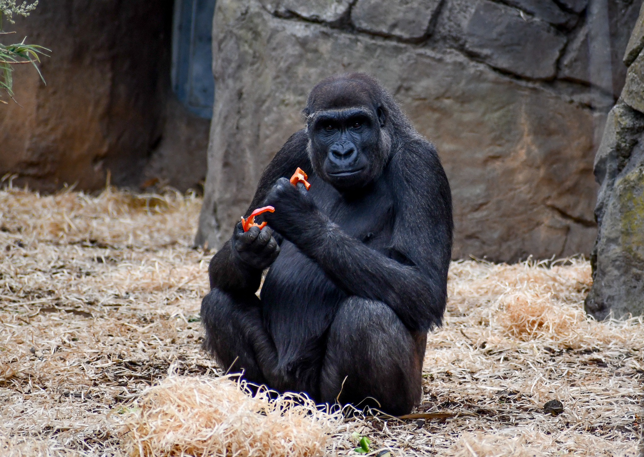 Western Lowland Gorilla