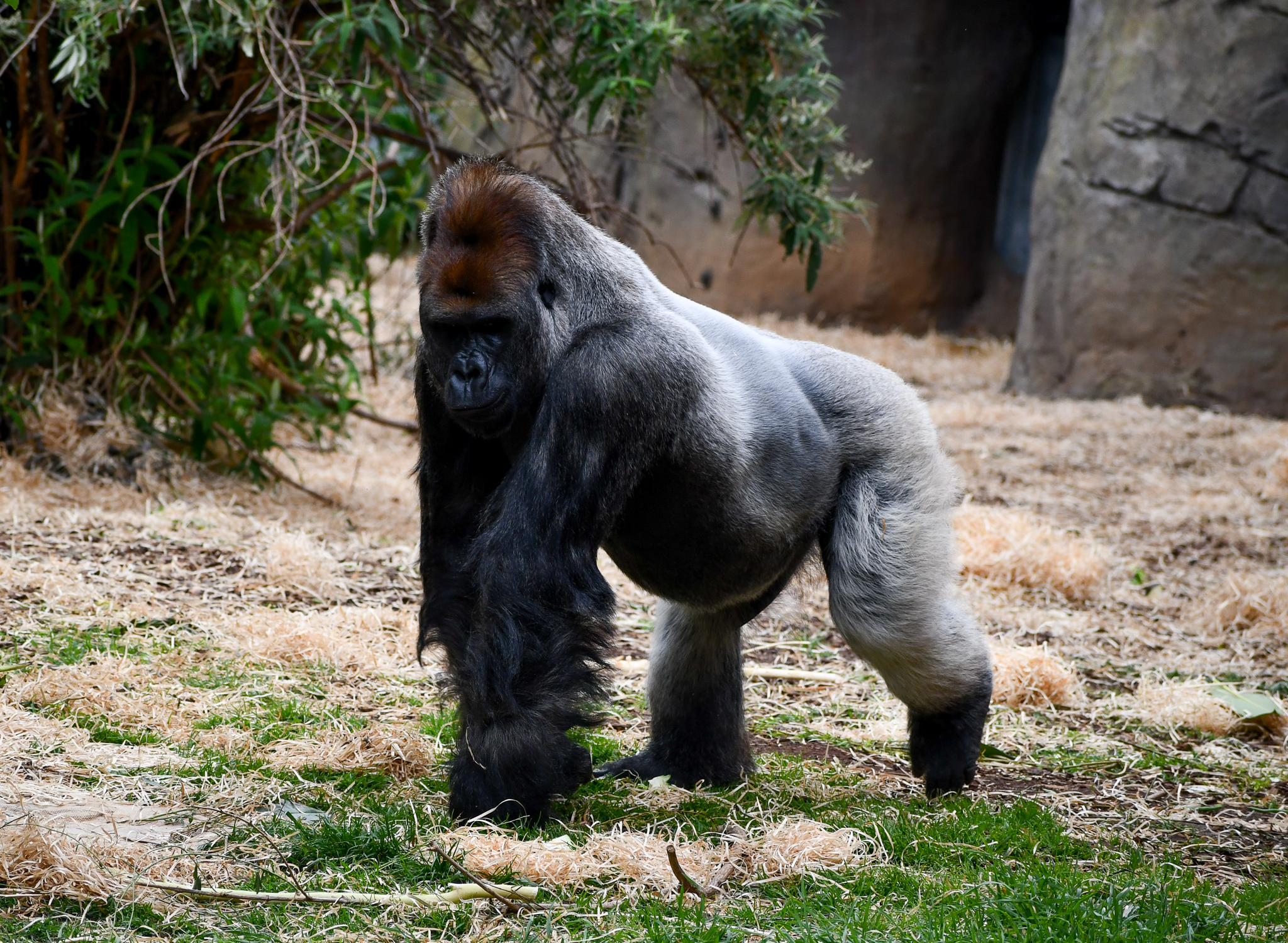 Western Lowland Gorilla