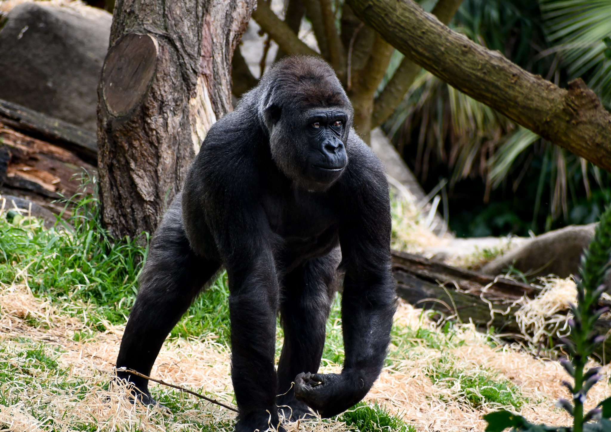 Western Lowland Gorilla