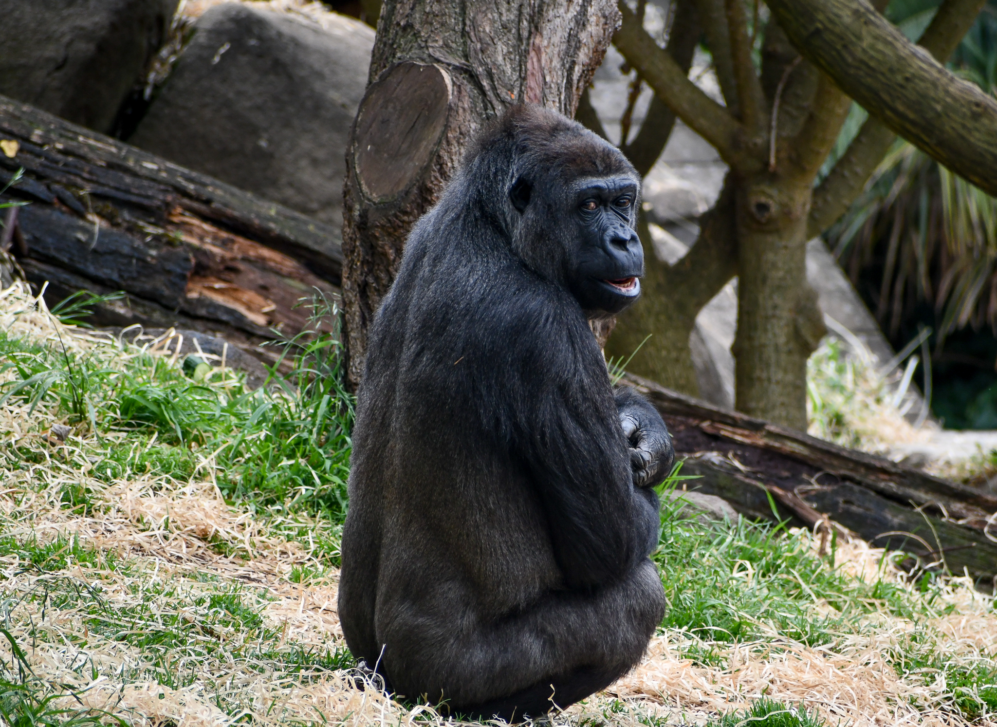 Western Lowland Gorilla