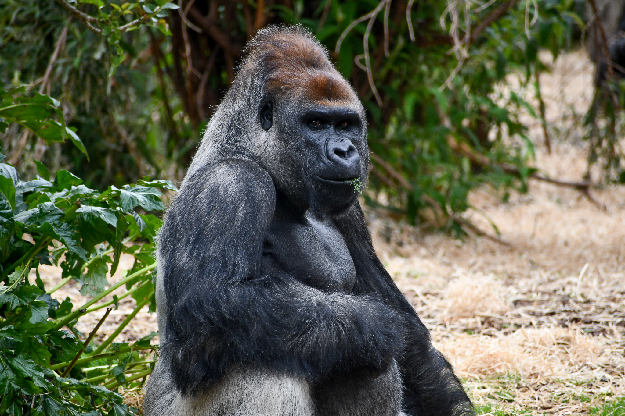 Western Lowland Gorilla