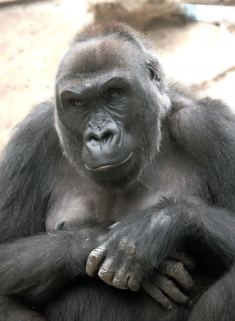Western lowland gorilla