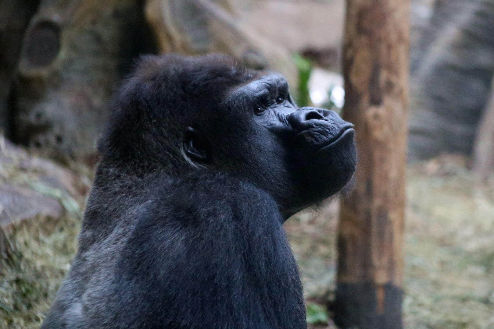 Western Lowland Gorilla