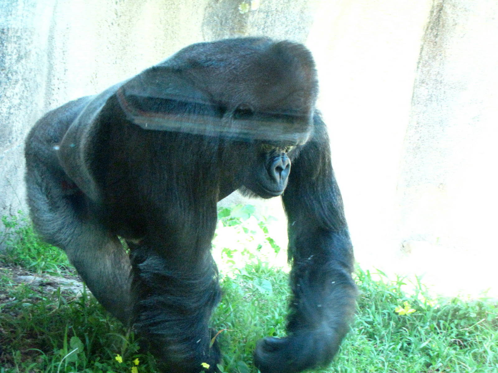 Western Lowland Gorilla