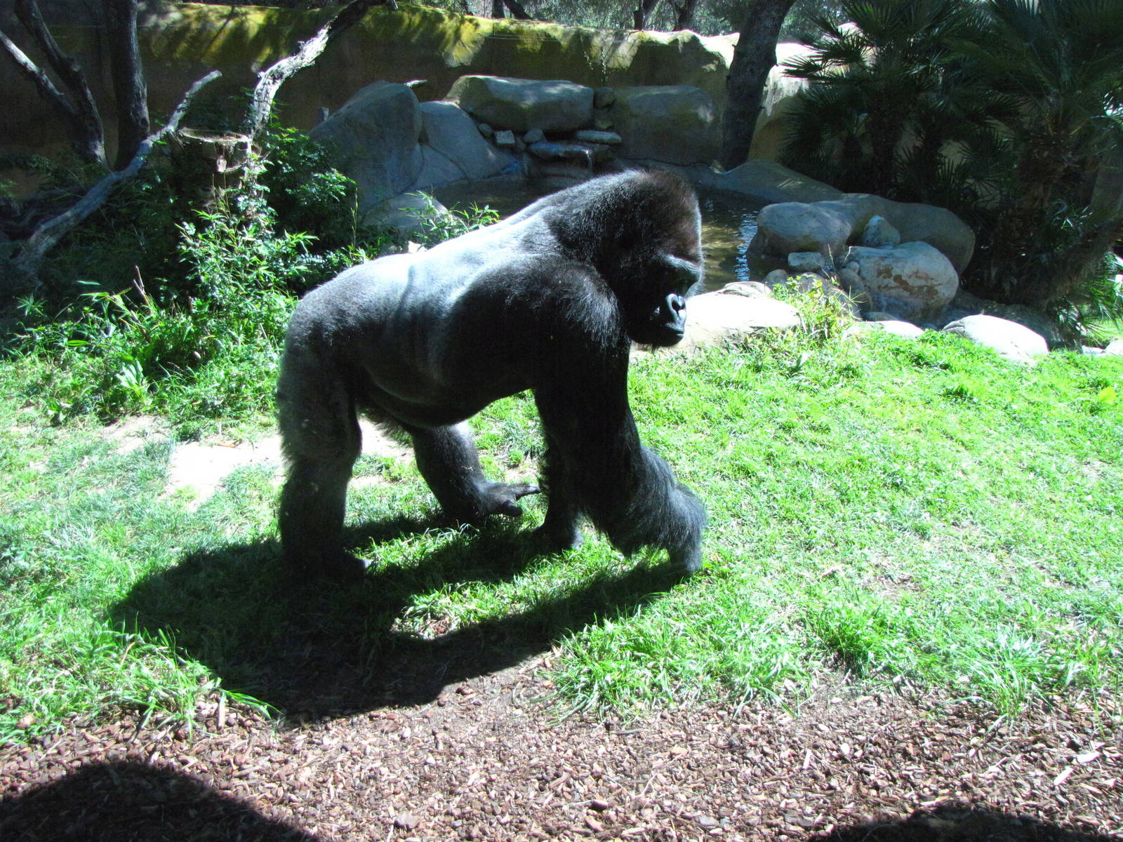 Western Lowland Gorilla