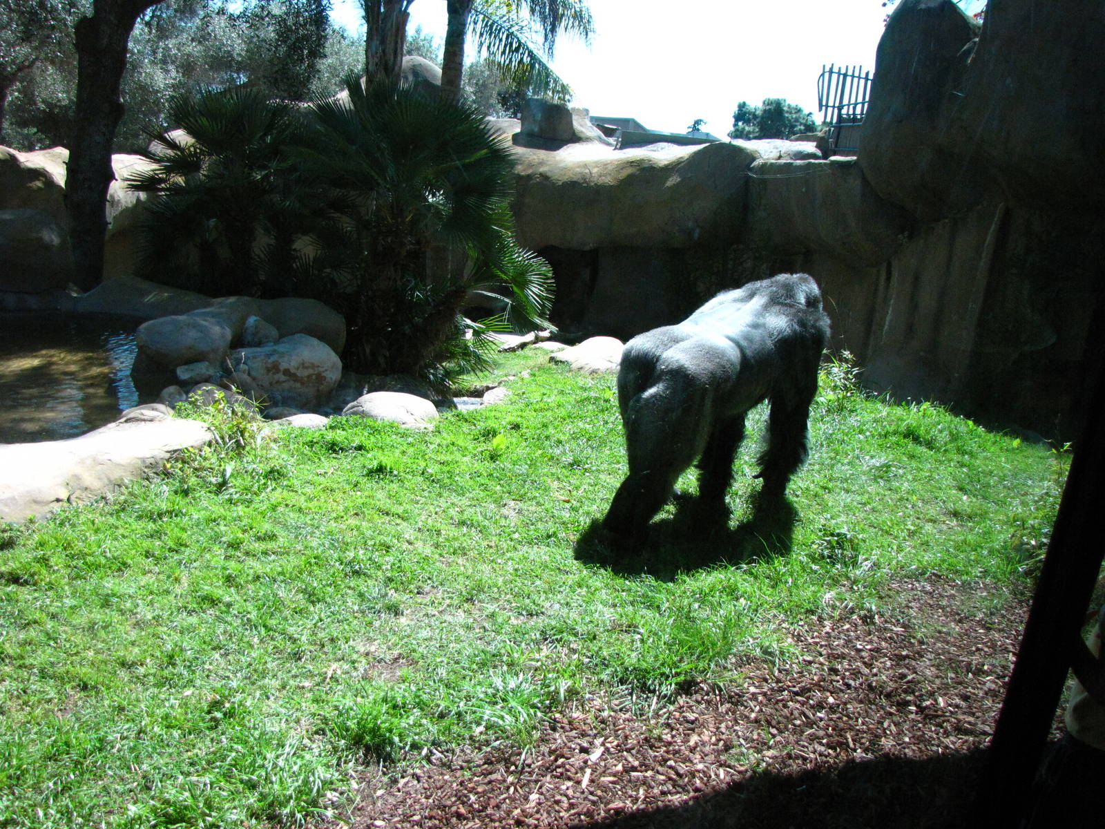 Western Lowland Gorilla