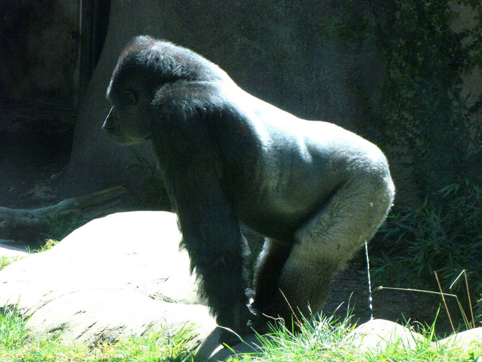 Western Lowland Gorilla