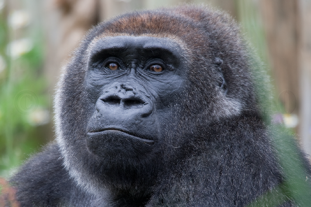 Western Lowland Gorilla