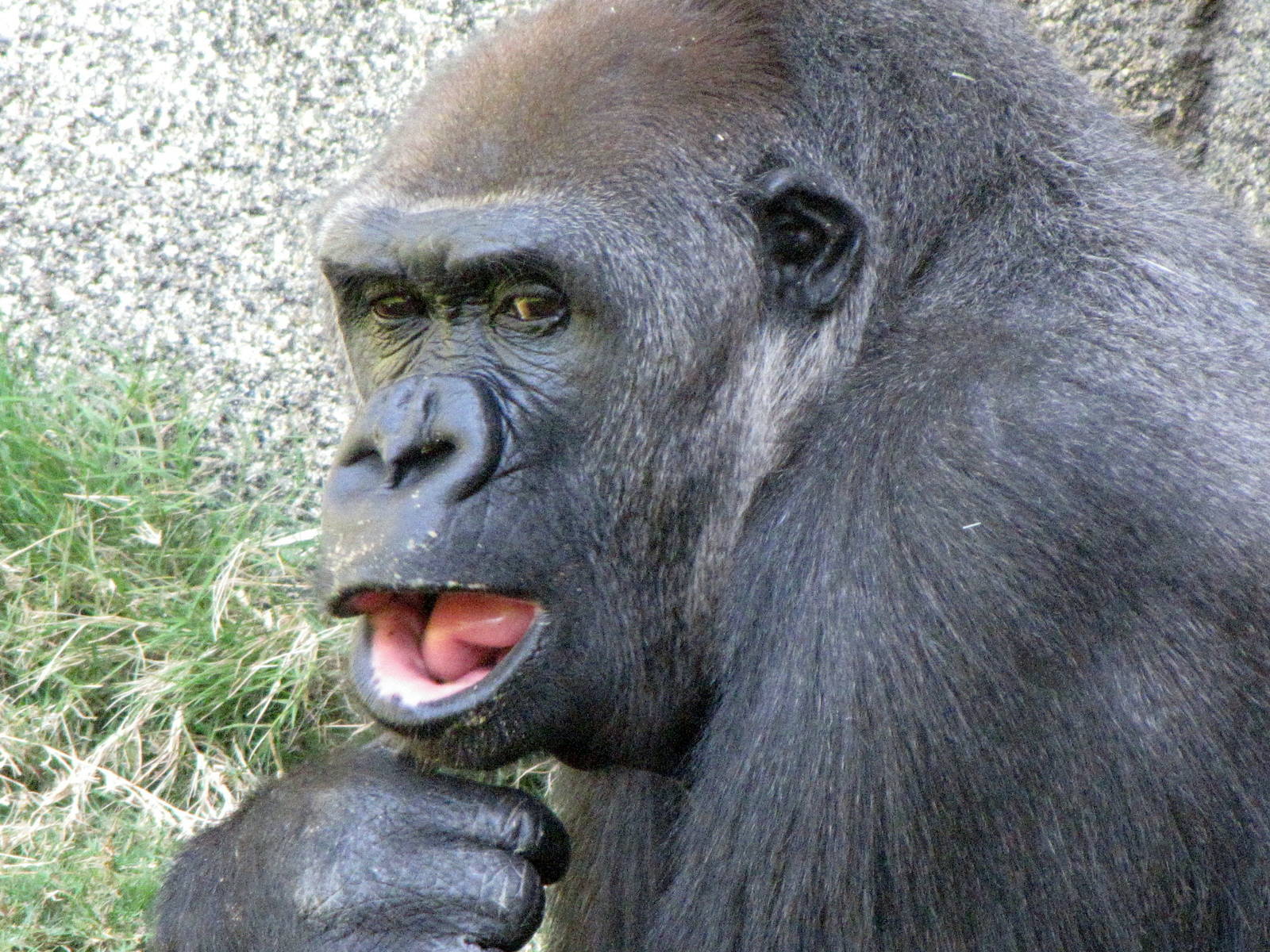 Western Lowland Gorilla
