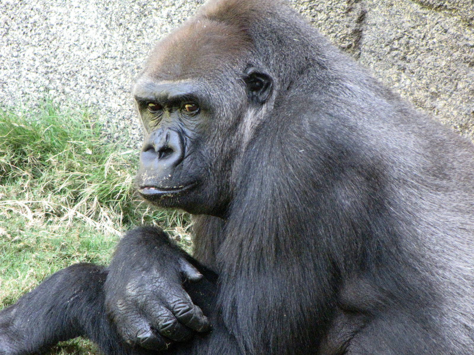 Western Lowland Gorilla
