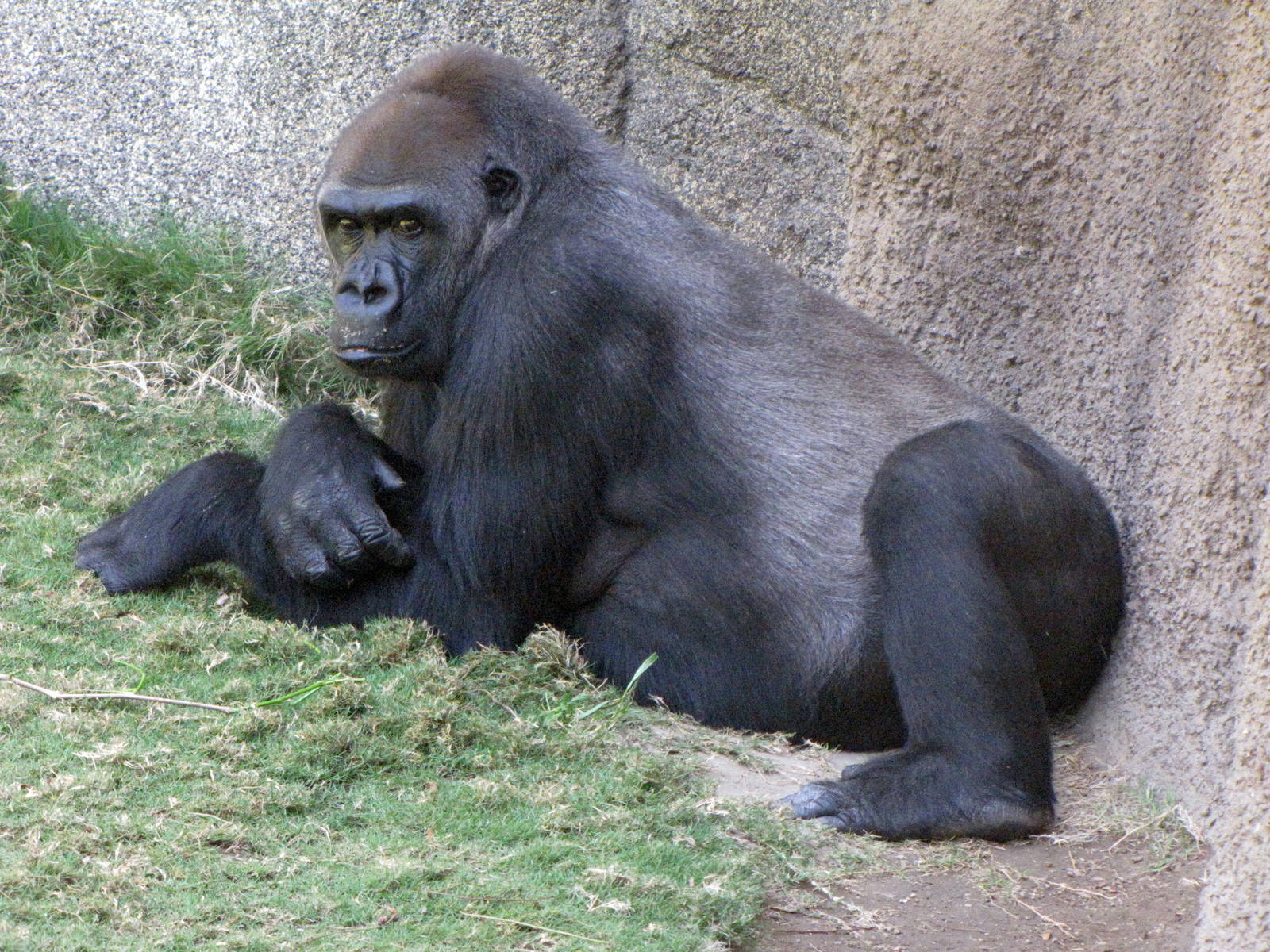 Western Lowland Gorilla