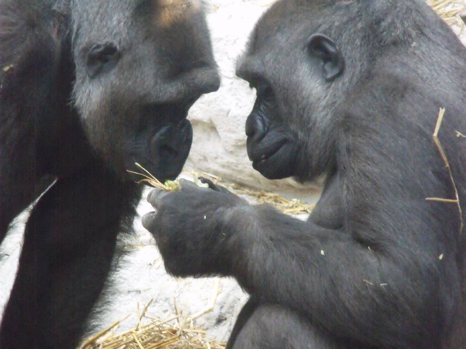 Western Lowland Gorilla