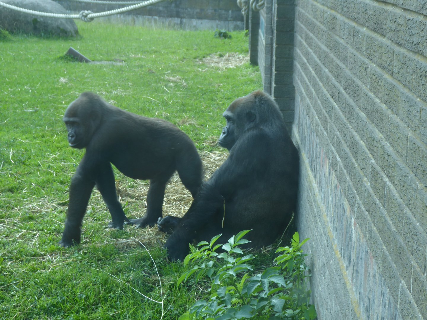Western lowland gorillas 040817