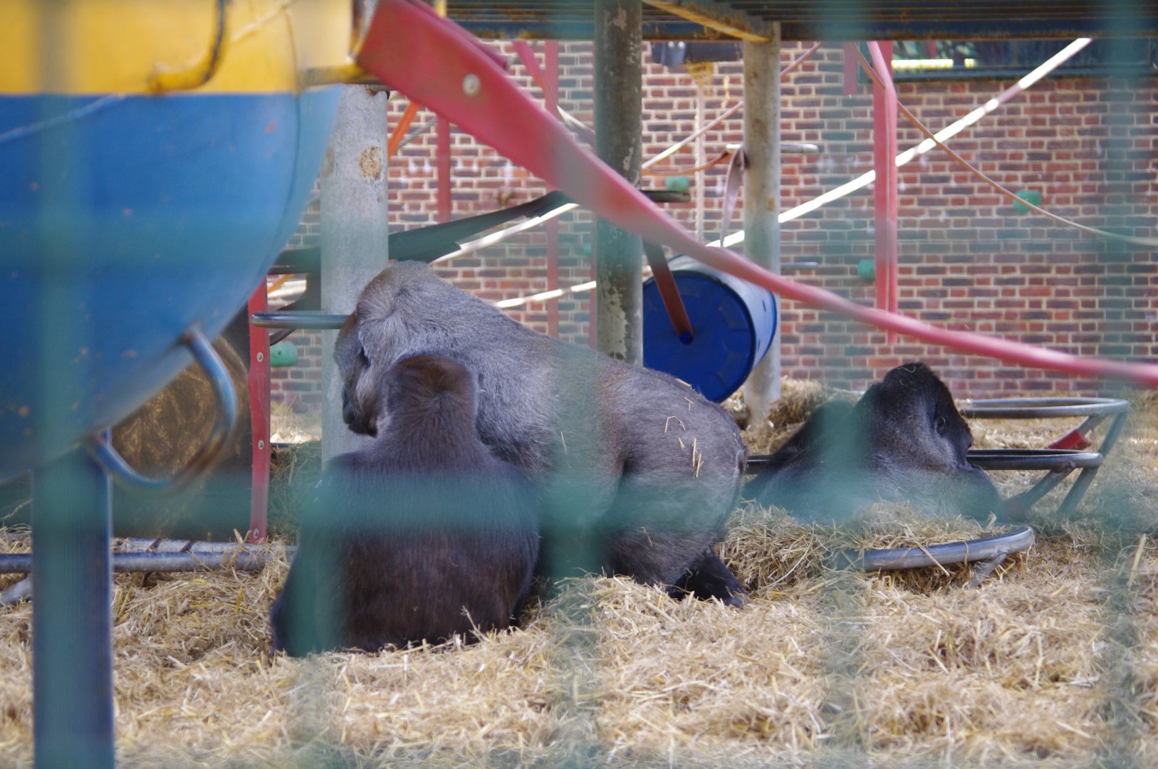 Western Lowland Gorillas- 12/4/2024