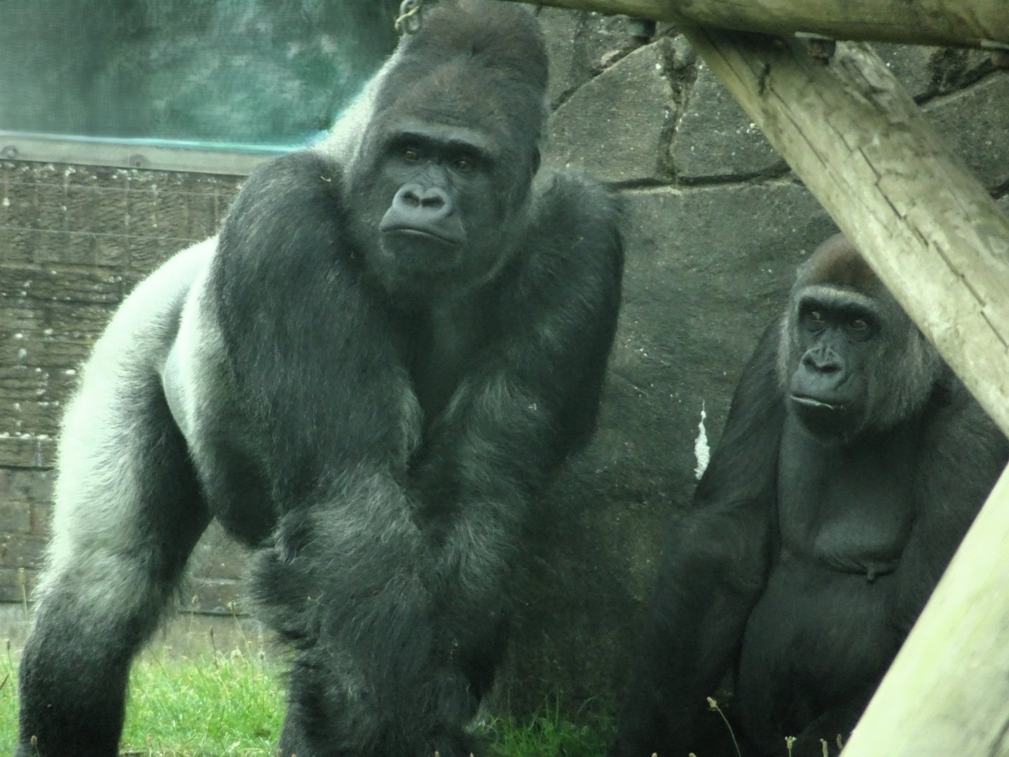 Western Lowland Gorillas 31 August 2025