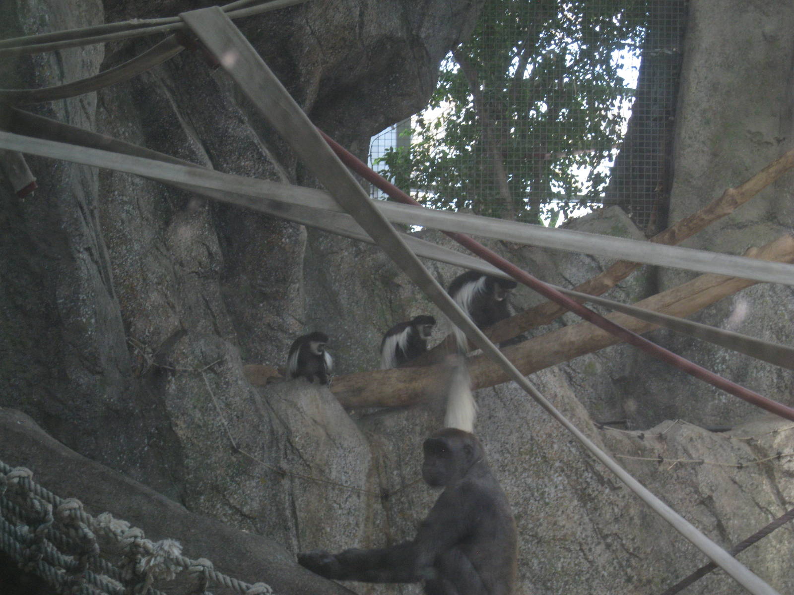 Western Lowland Gorillas and Eastern black and white colobus