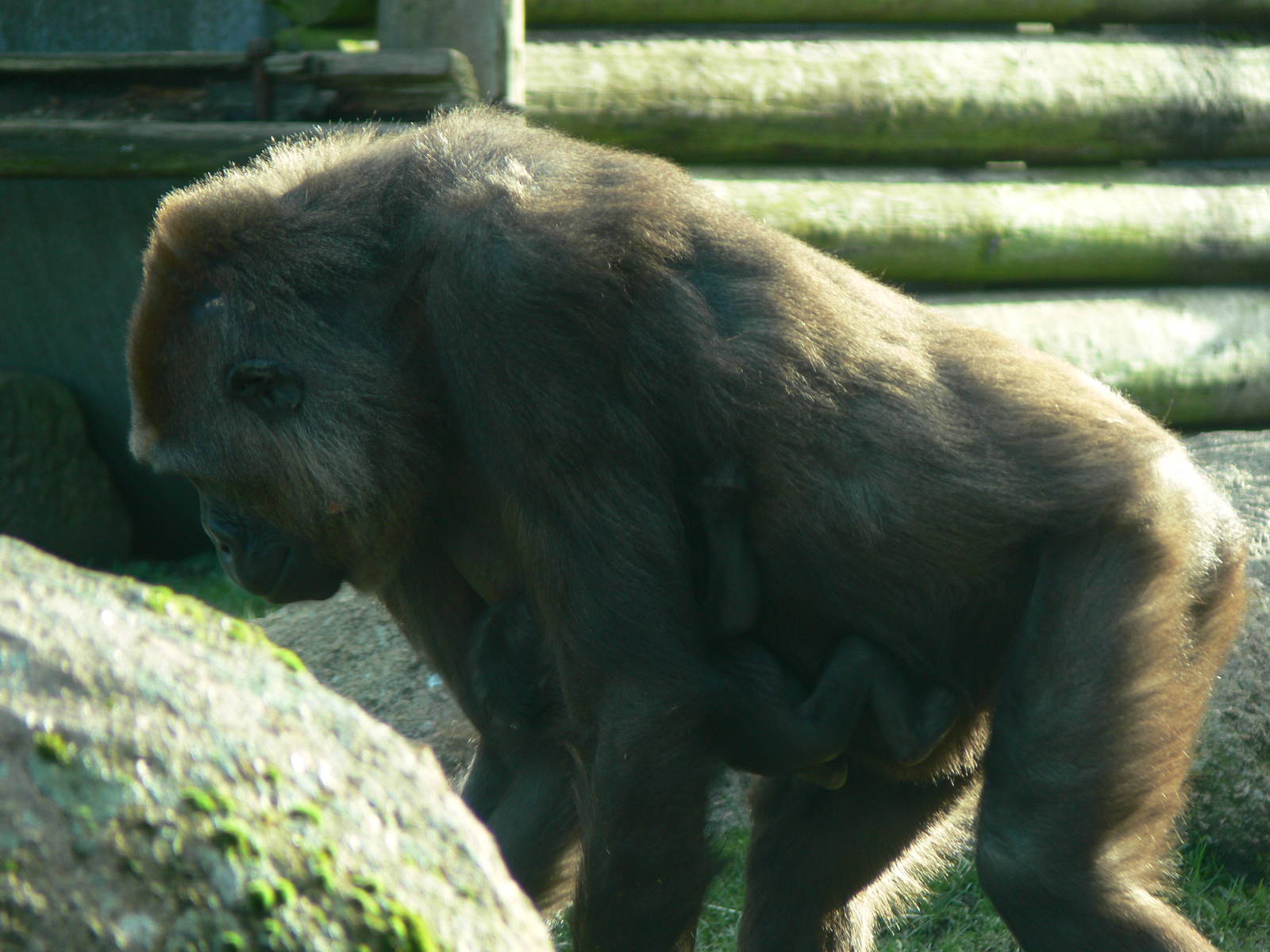 Western Lowland Gorillas at Blackpool Zoo, 09/12/12