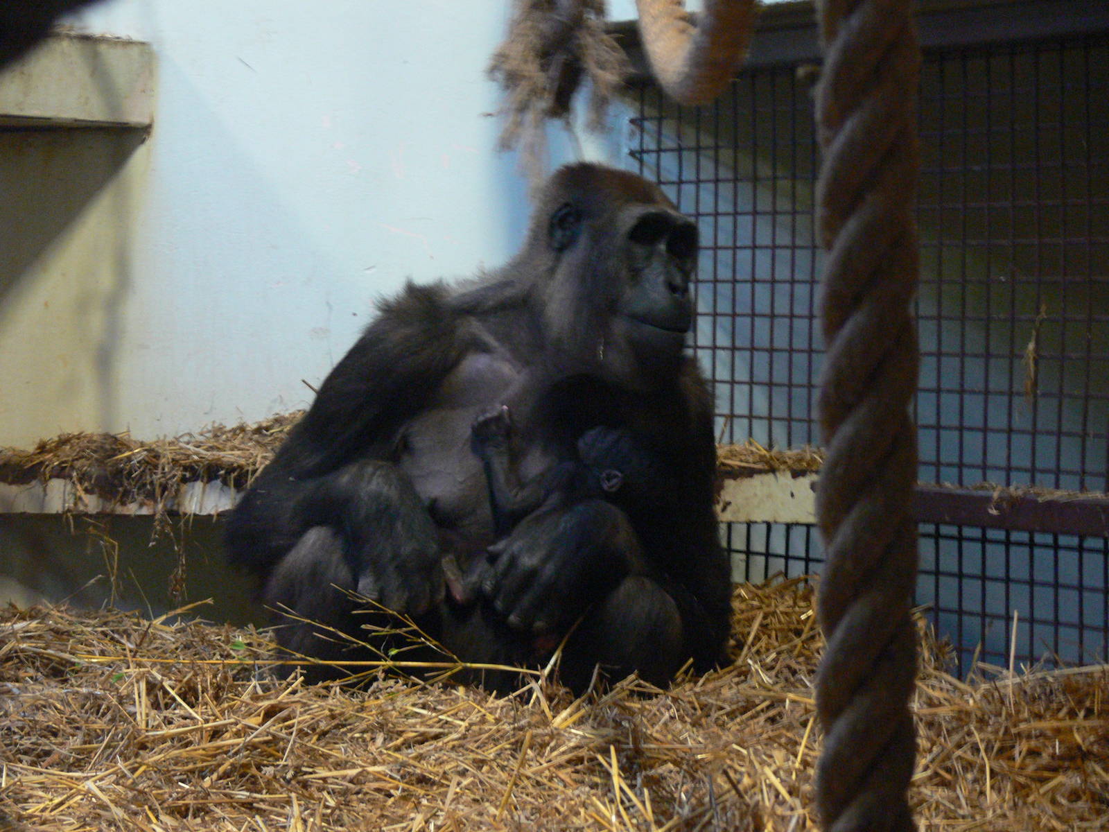 Western Lowland Gorillas at Blackpool Zoo, 09/12/12
