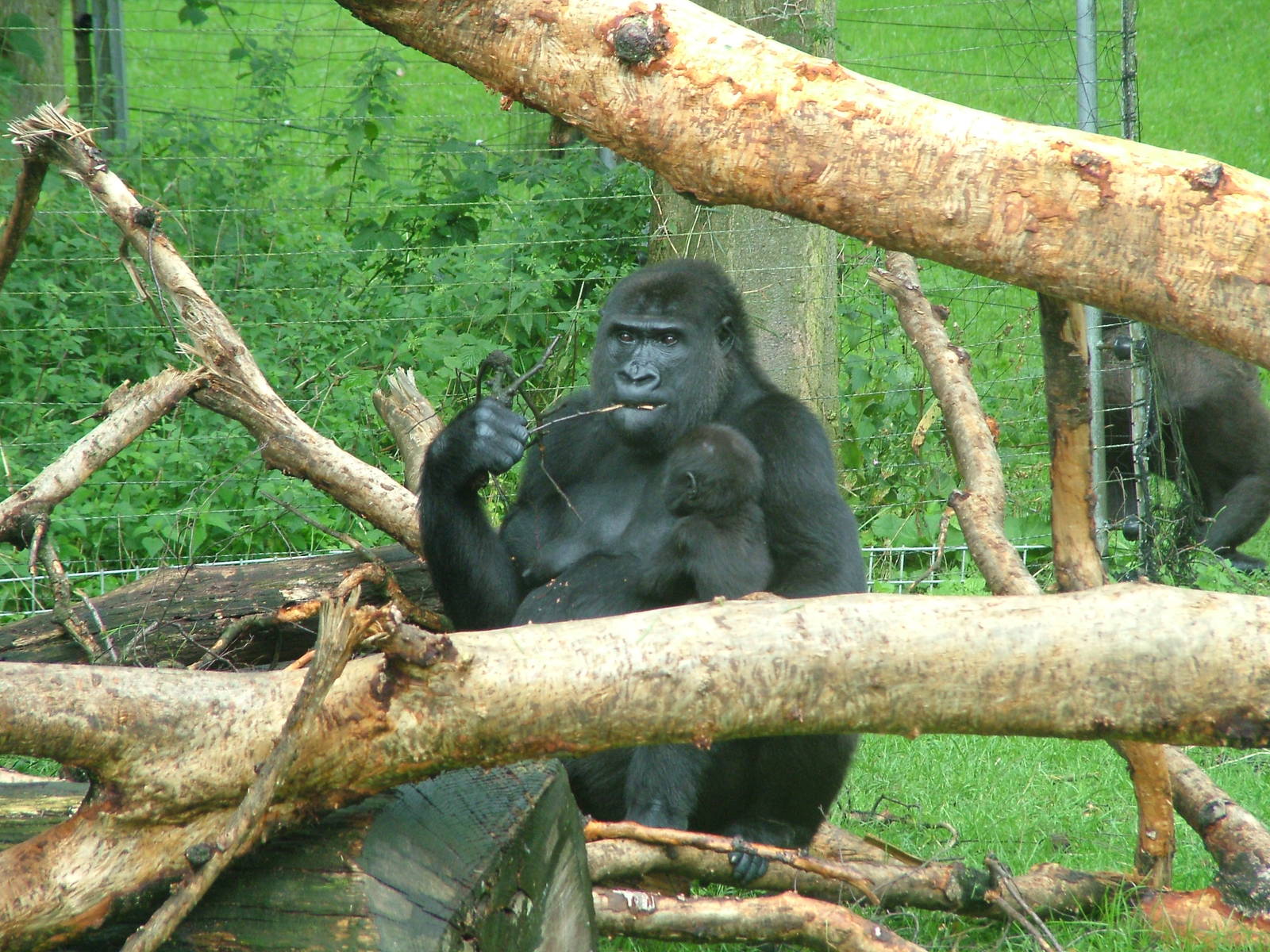 Western Lowland Gorillas at Burgers Zoo Arnhem, 29/08/10