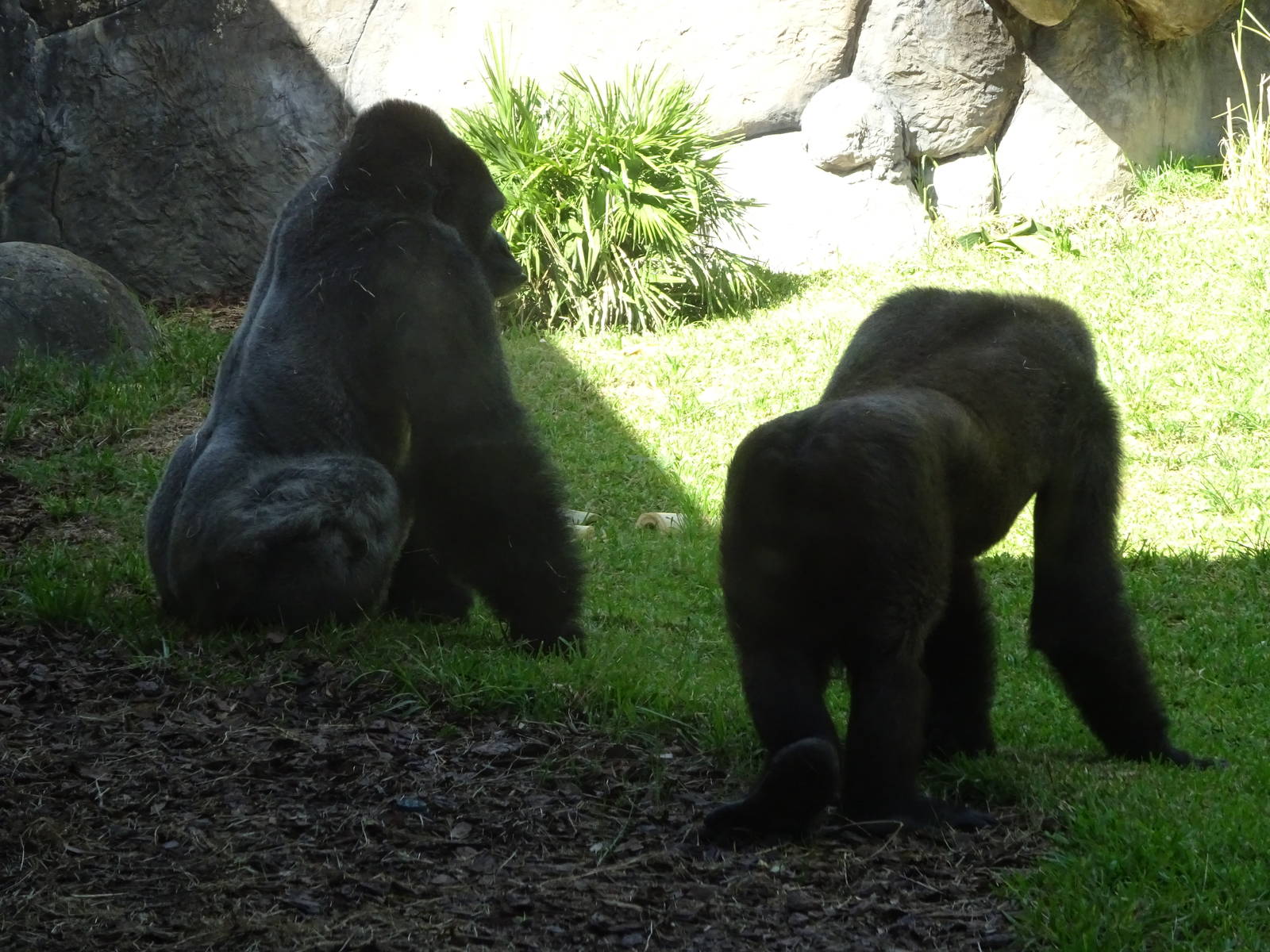 Western Lowland Gorillas at Busch Gardens Tampa