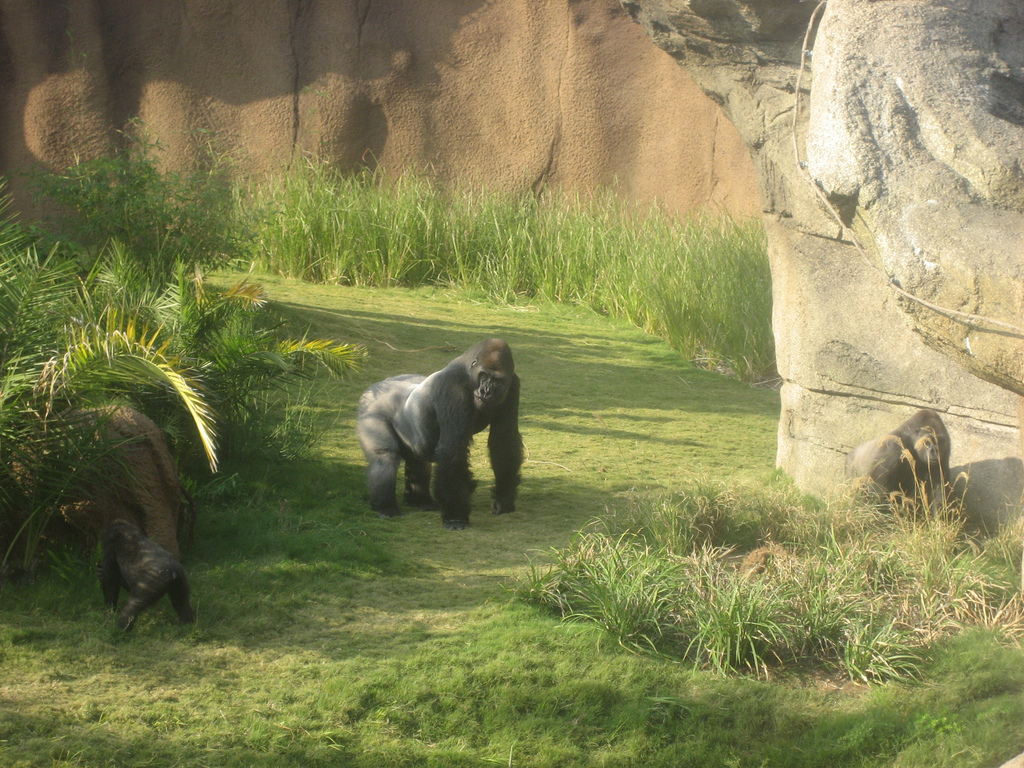 Western Lowland Gorillas at the Los Angeles Zoo