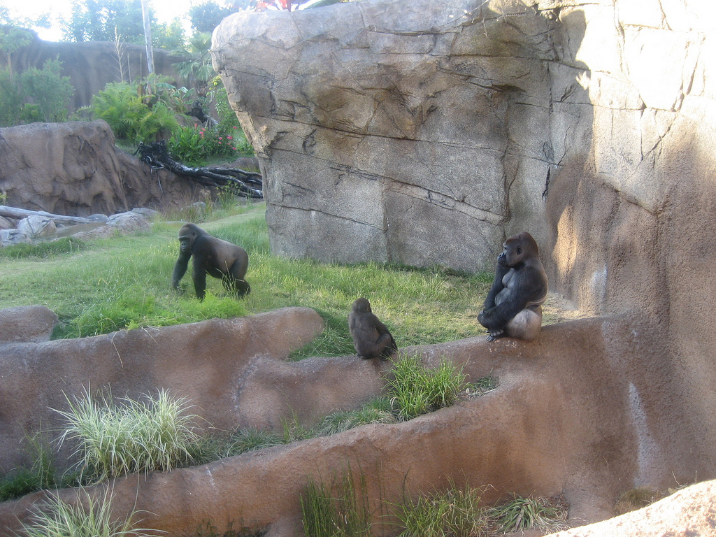 Western Lowland Gorillas at the Los Angeles Zoo