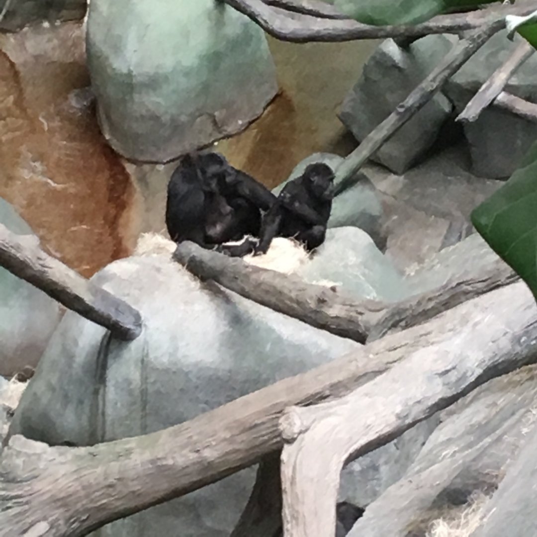 Western Lowland Gorillas | Brookfield Zoo