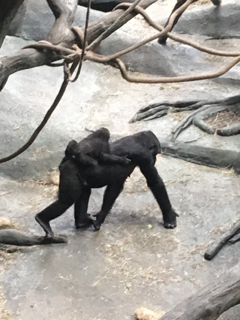 Western Lowland Gorillas | Brookfield Zoo