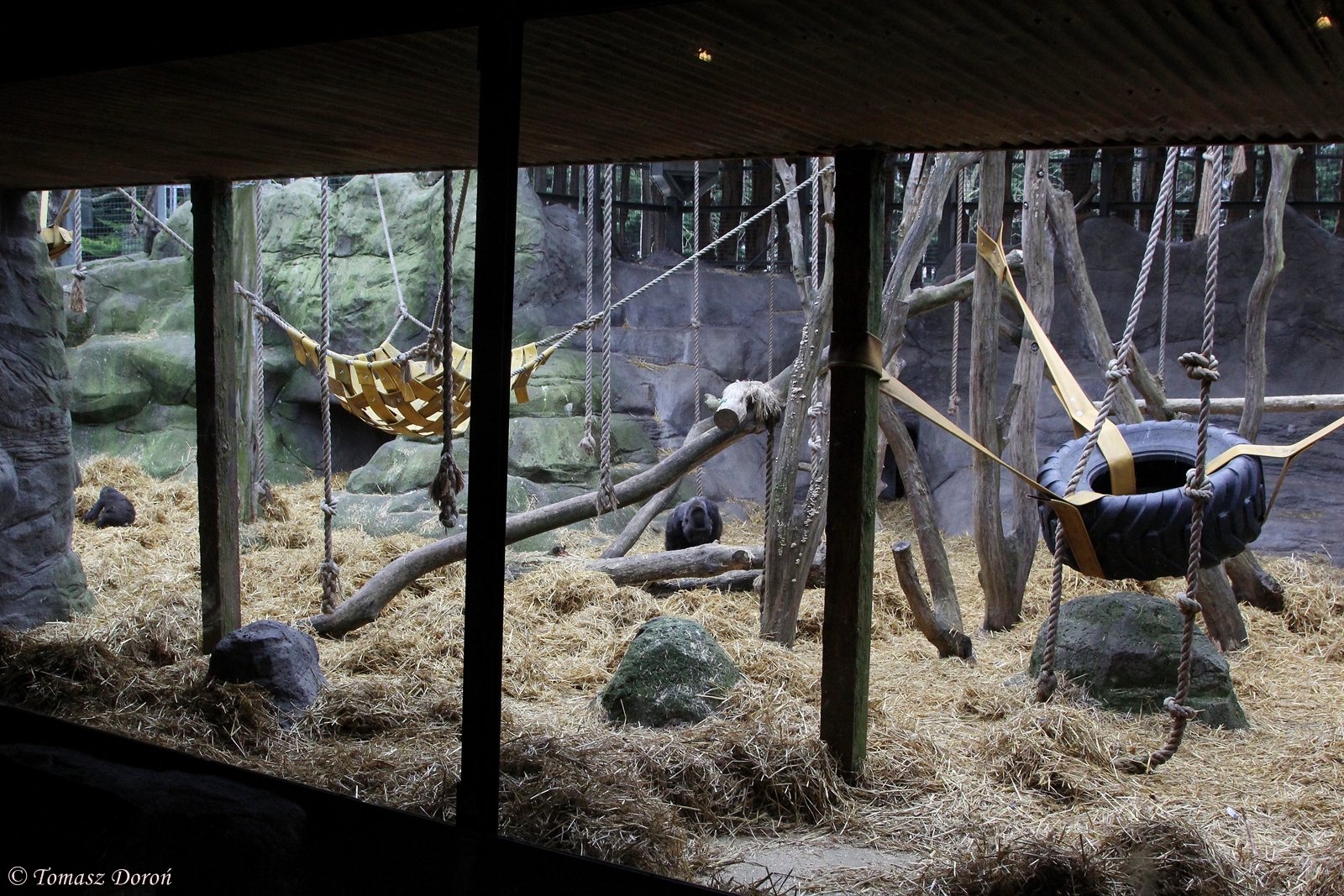 Western Lowland Gorillas enclosure