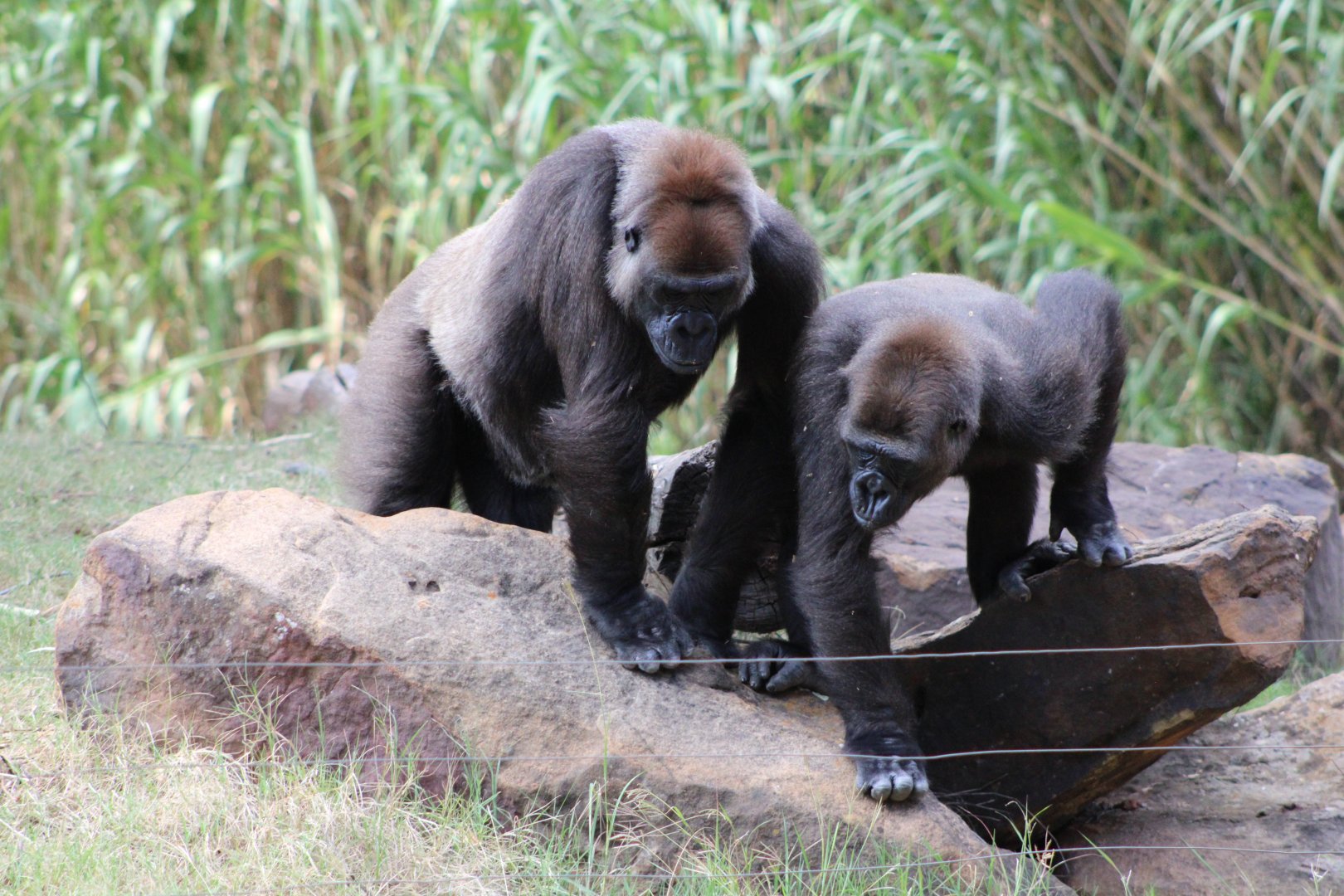 Western Lowland Gorillas (G. g. gorilla)