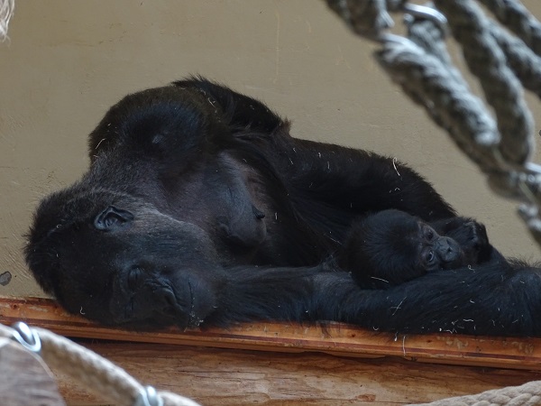 Western lowland gorillas (Gorilla g. gorilla) (07/22)