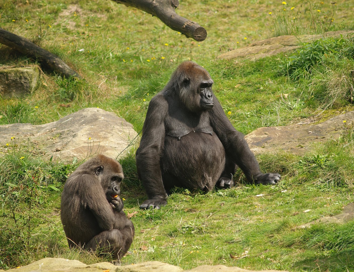 Western lowland gorillas (Gorilla gorilla gorilla), 2007-09-16