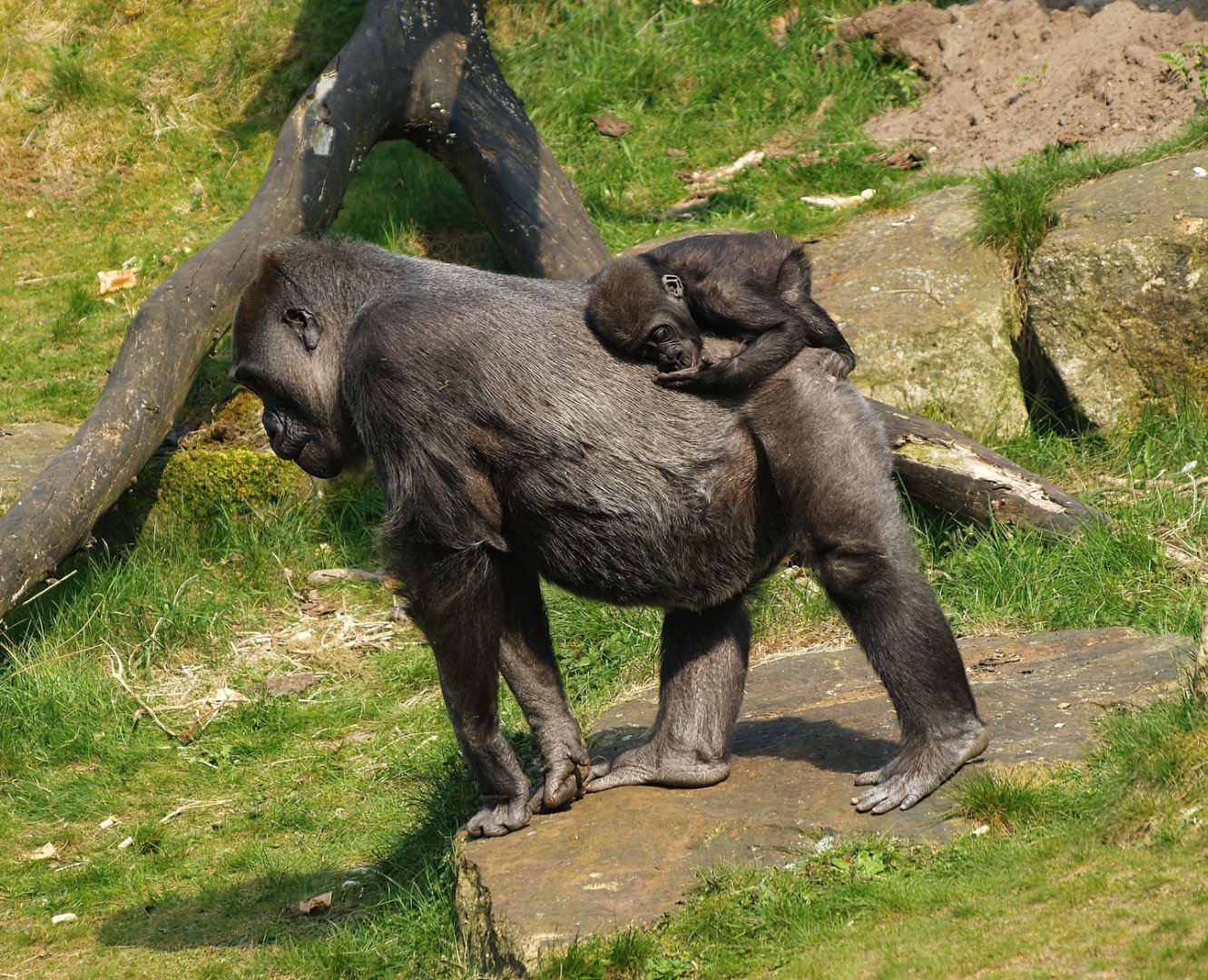 Western lowland gorillas (Gorilla gorilla gorilla), 2010-04-18