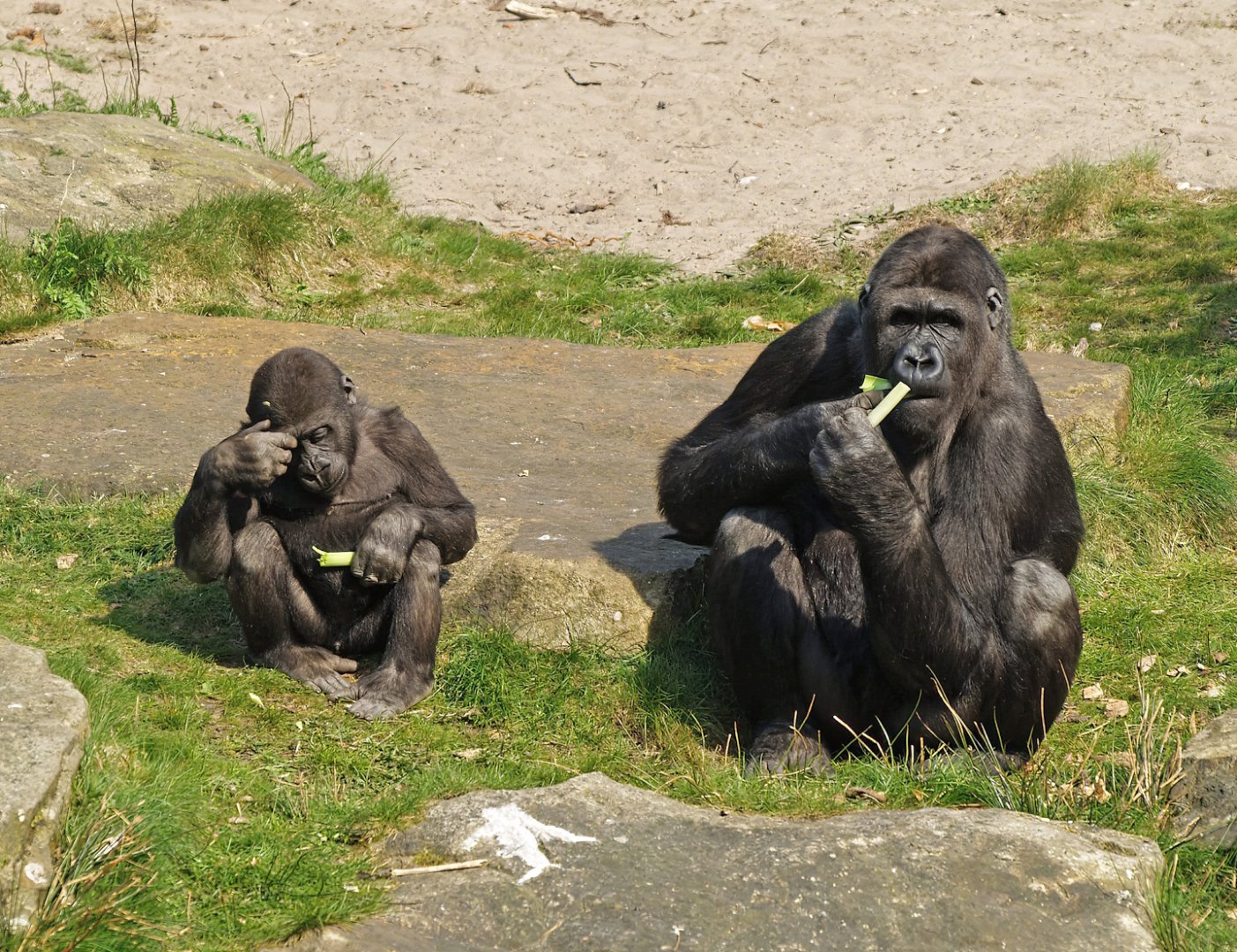 Western lowland gorillas (Gorilla gorilla gorilla), 2010-04-18
