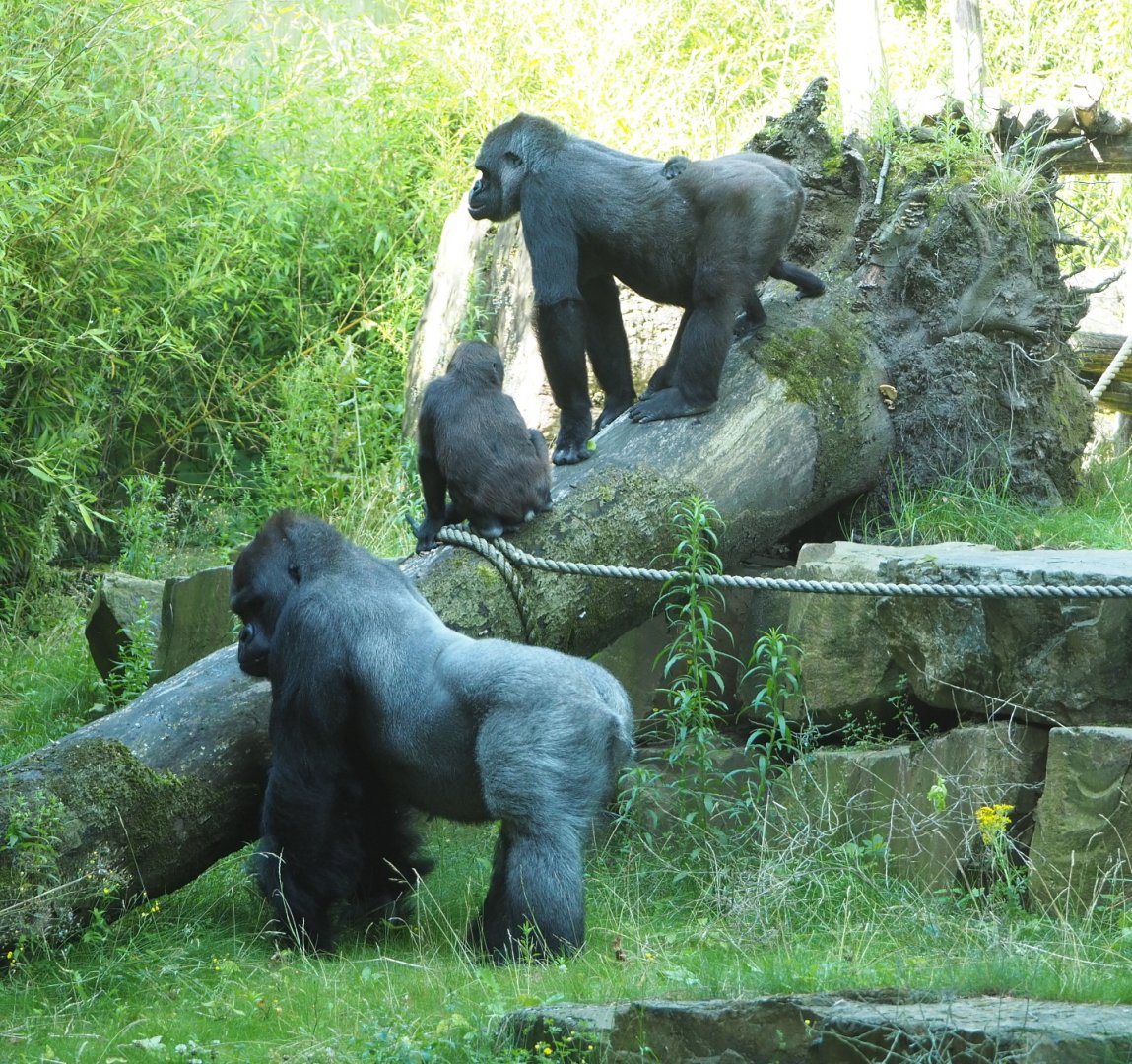 Western lowland gorillas (Gorilla gorilla gorilla), 2021-07-17