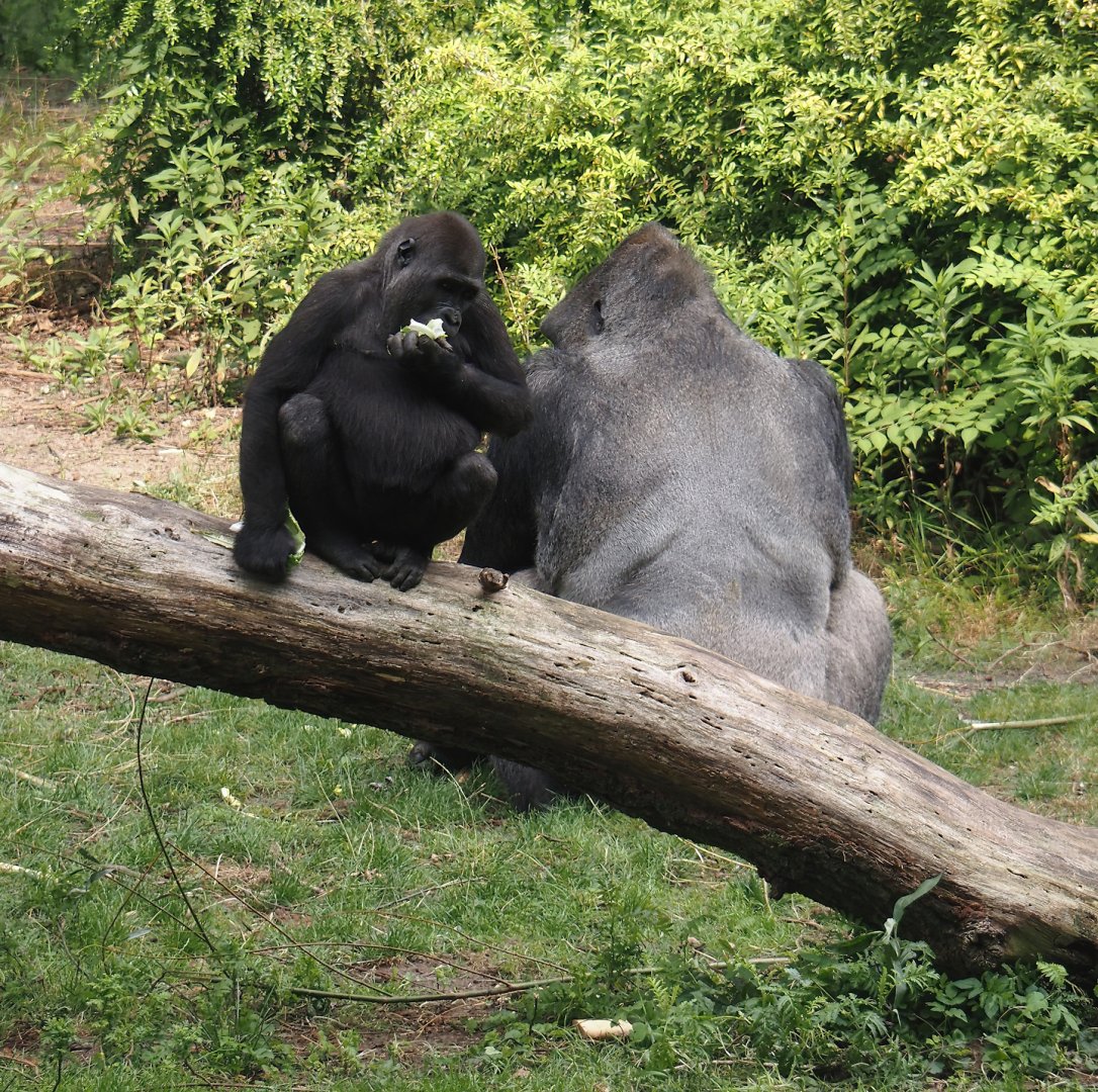 Western lowland gorillas (Gorilla gorilla gorilla), 2024-08-18