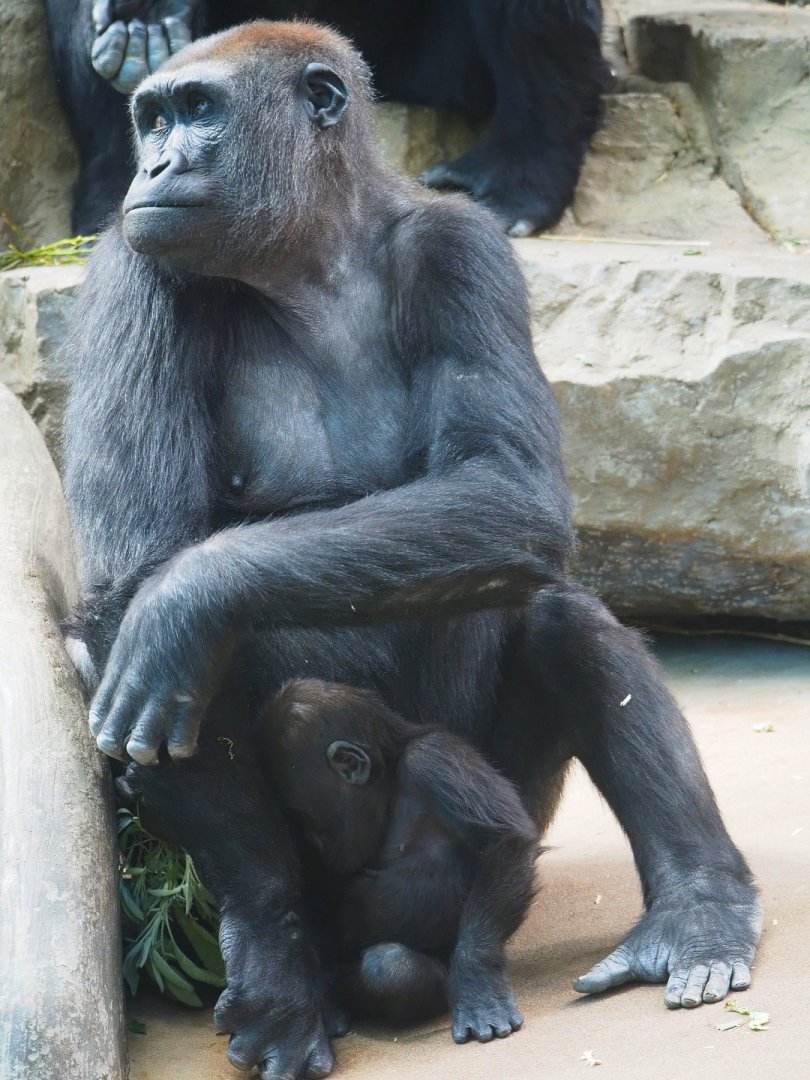 Western lowland gorillas (Gorilla gorilla gorilla) Mayani and Thandie, 2019-09-21
