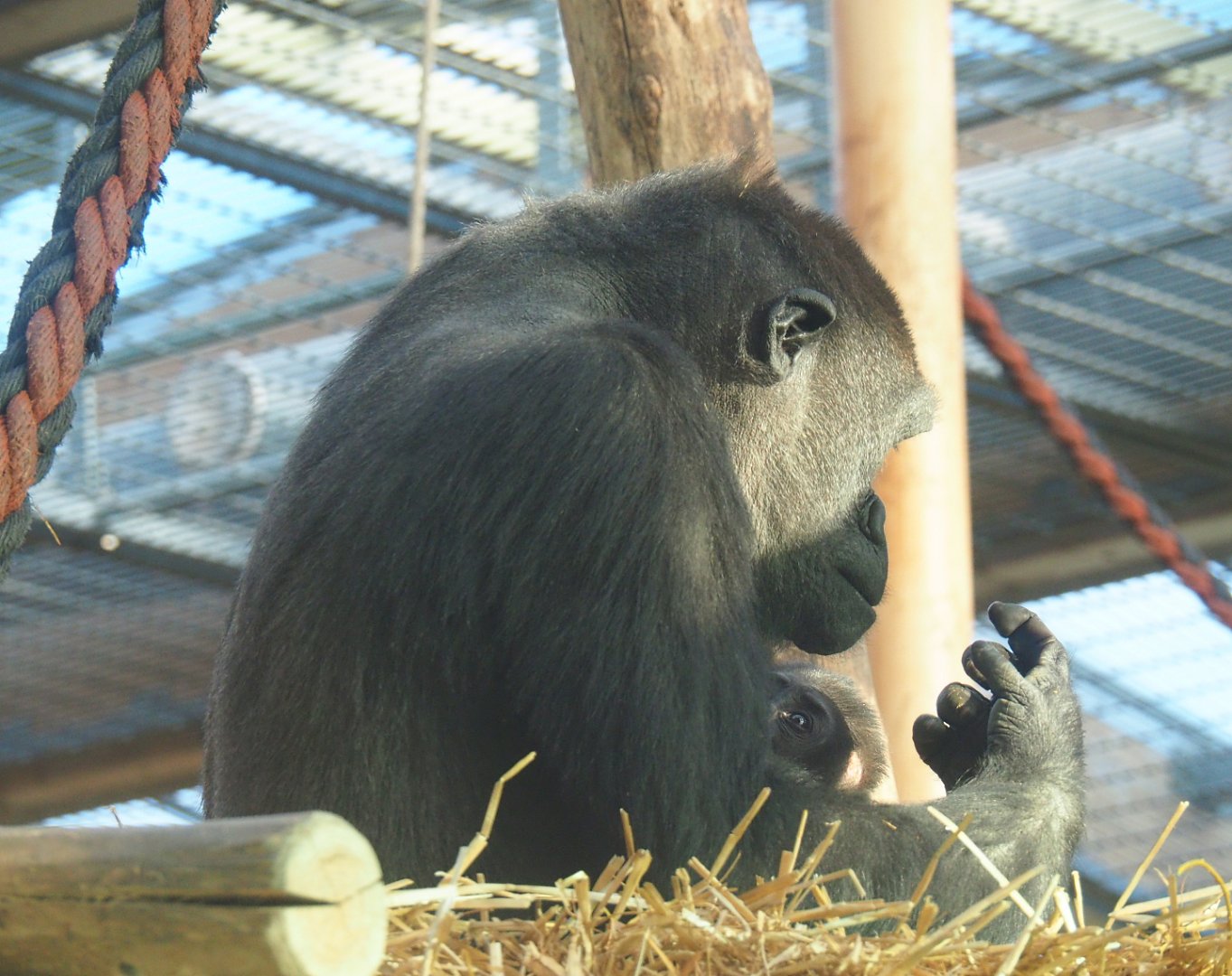 Western lowland gorillas (Gorilla gorilla gorilla) Mayani and Thandie, 2019-12-30
