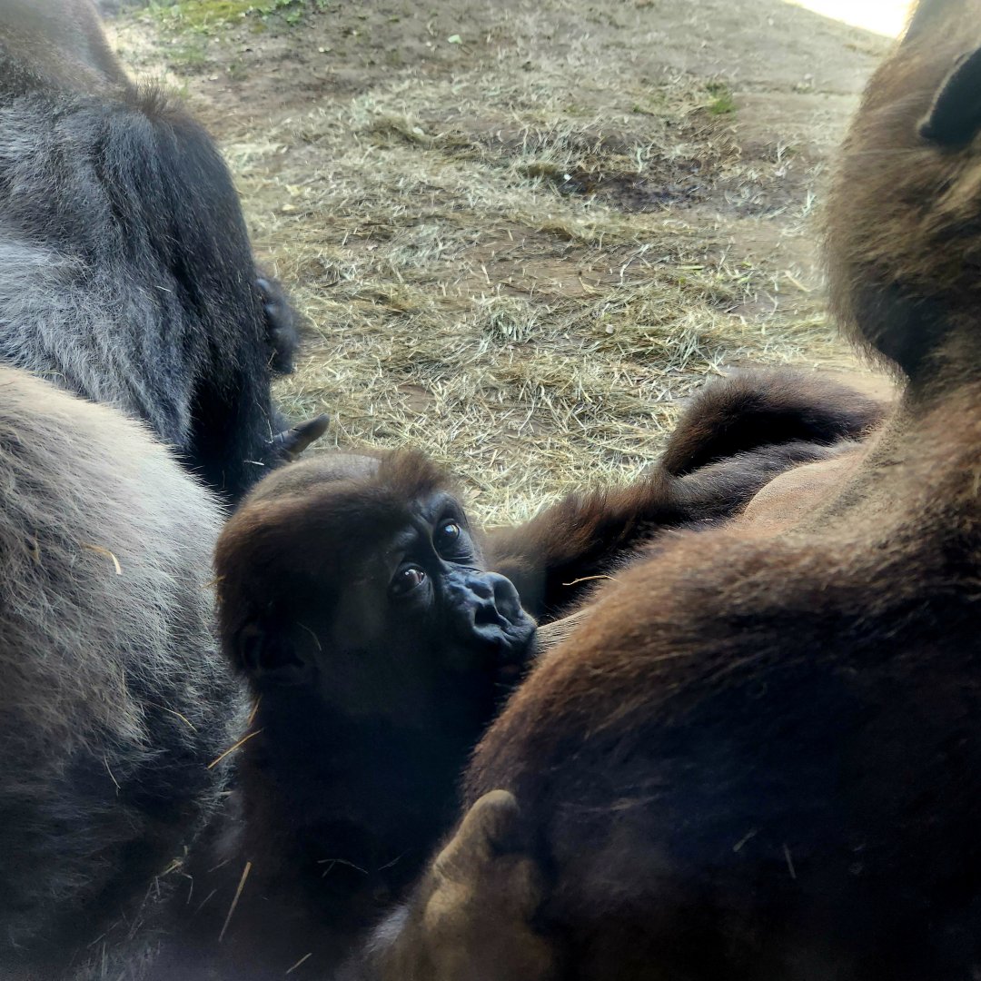 Western Lowland Gorillas (Gorilla gorilla gorilla)