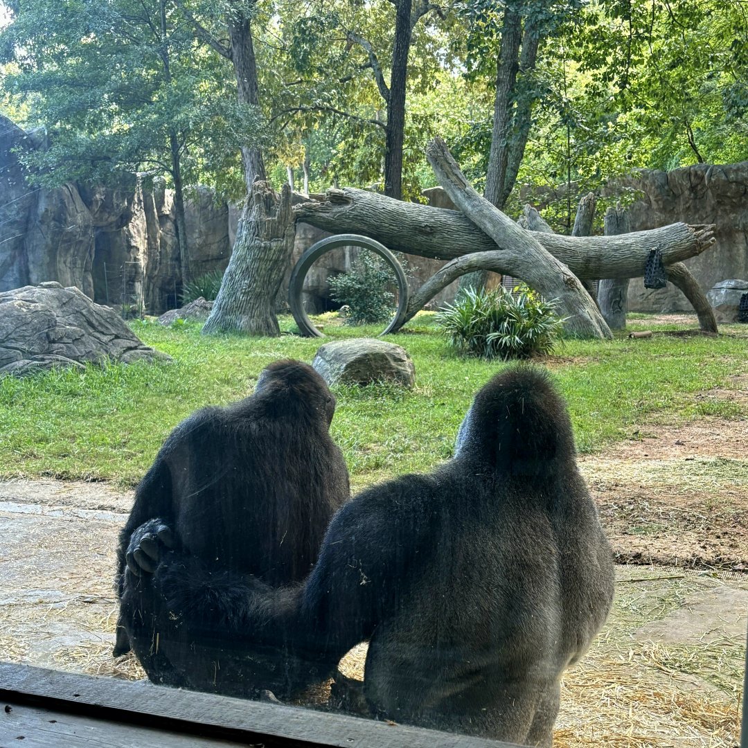 Western Lowland Gorillas (Gorilla gorilla gorilla)