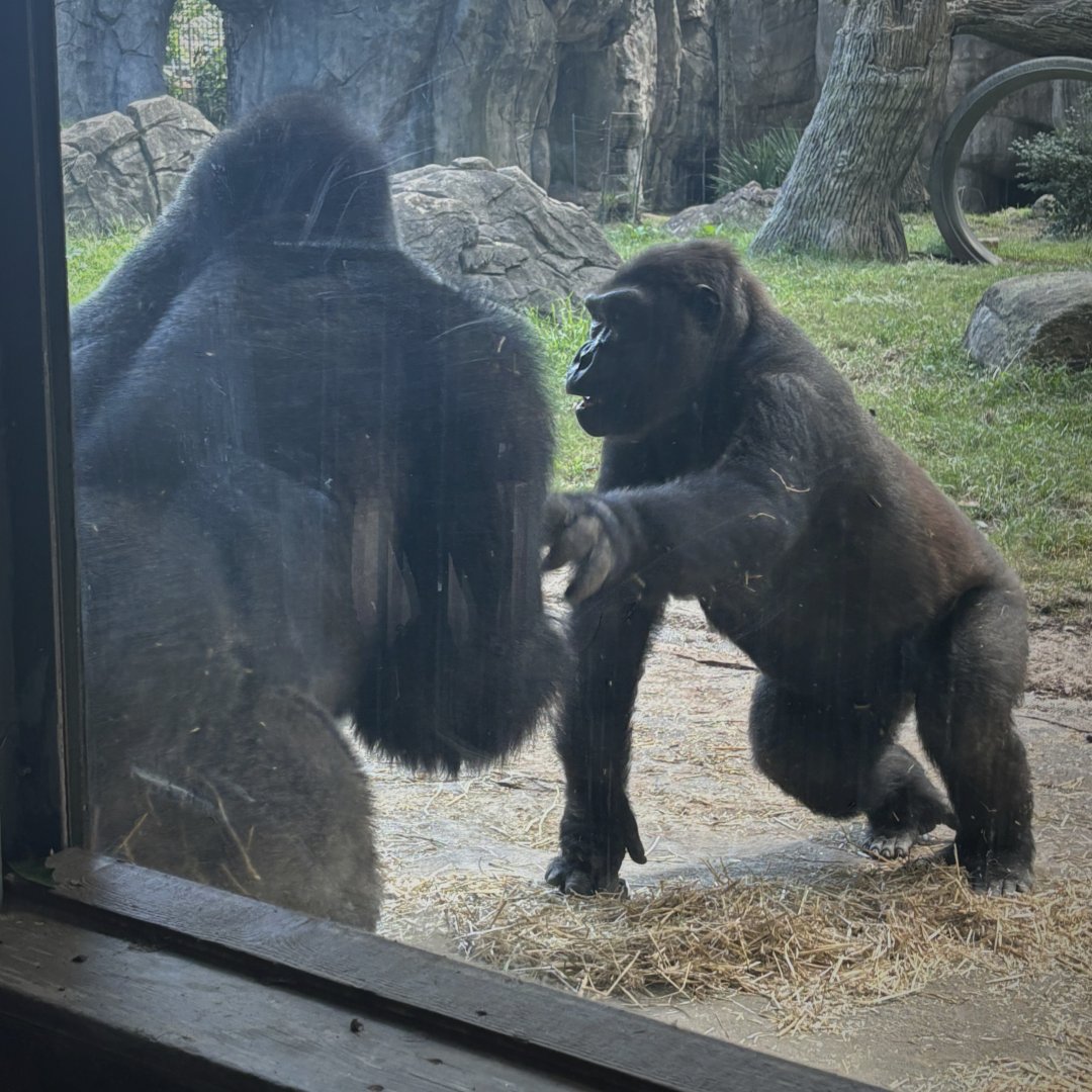 Western Lowland Gorillas (Gorilla gorilla gorilla)