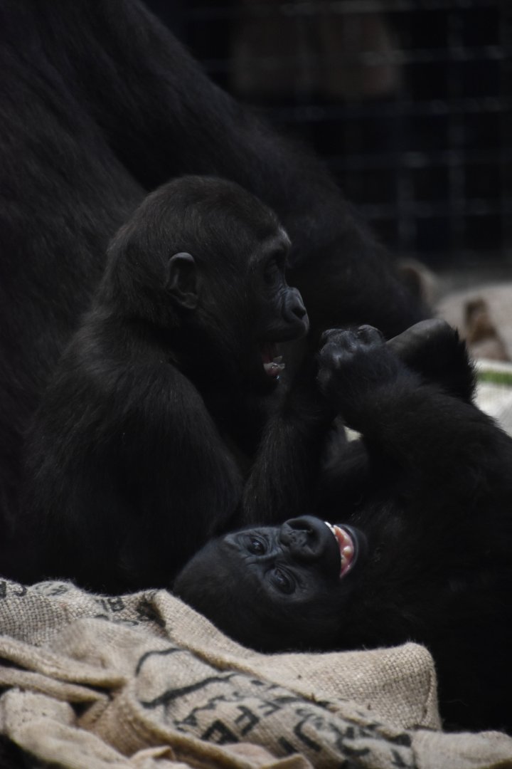 Western lowland gorillas, Gorilla gorilla gorilla