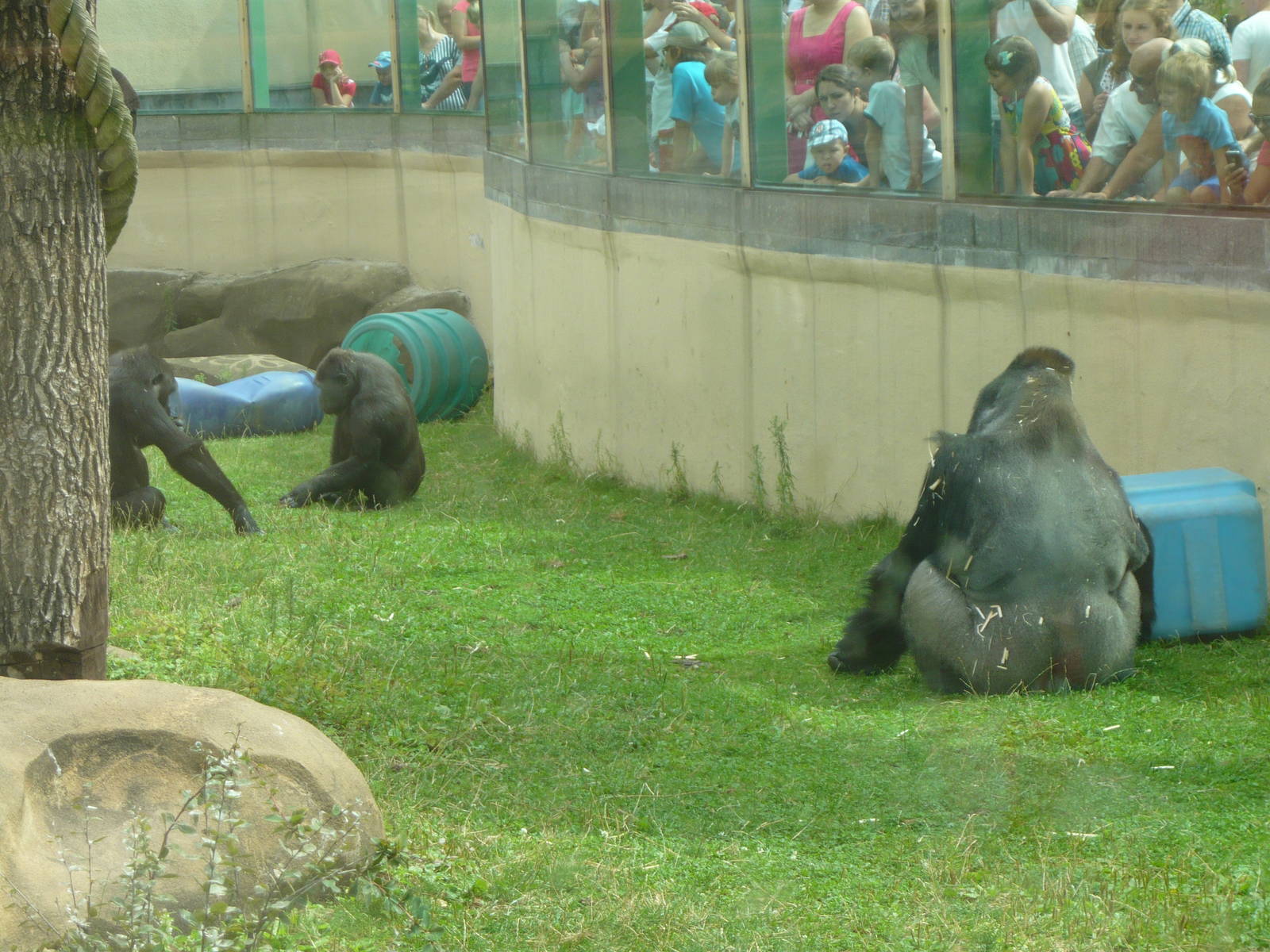 Western lowland gorillas in their outdoor enclosure