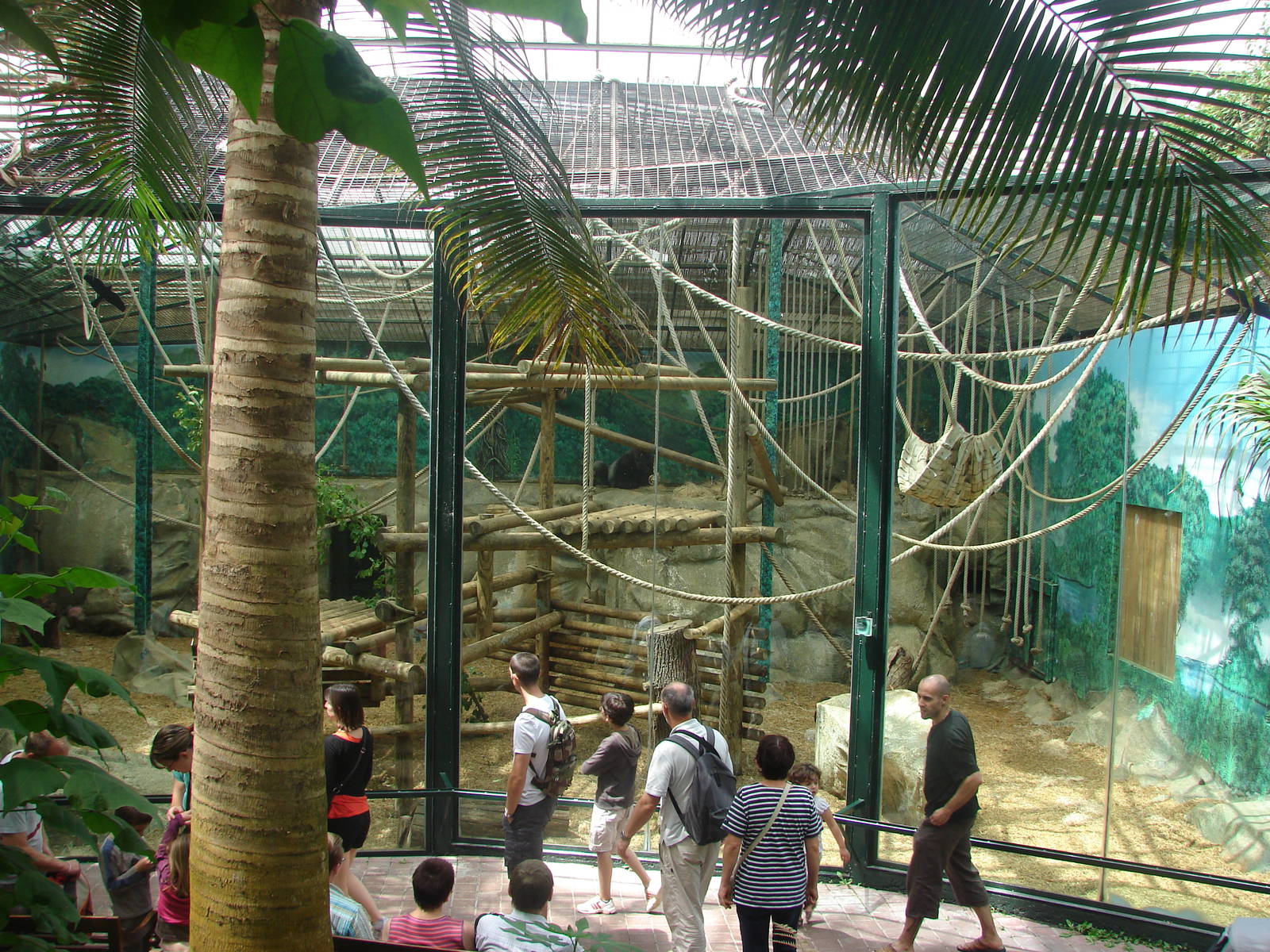 Western lowland gorillas indoor exhibit