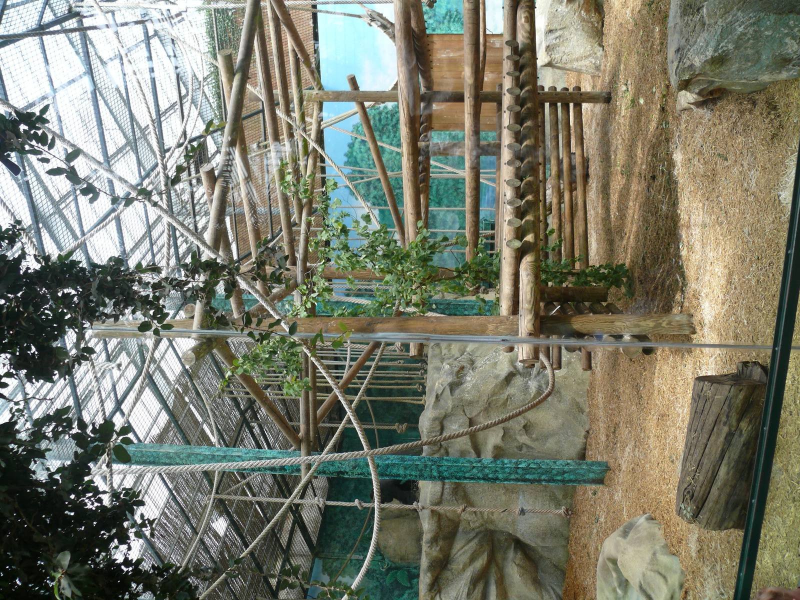 Western lowland gorillas indoor exhibit