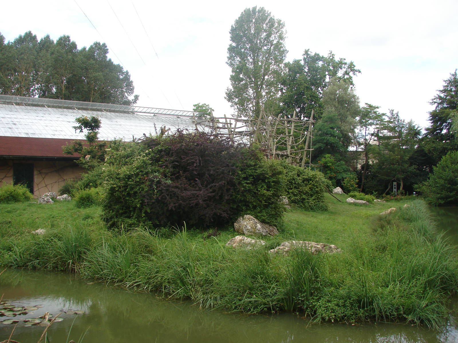 Western lowland gorillas island