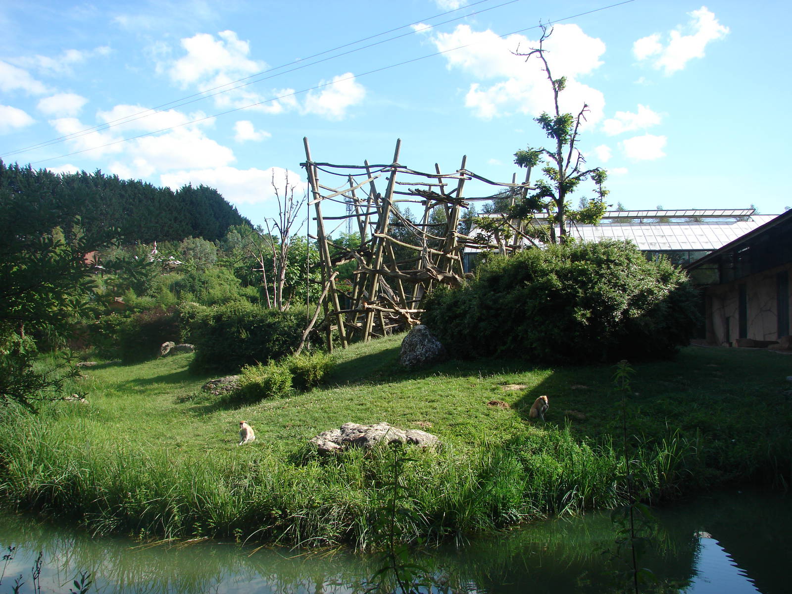 Western lowland gorillas island