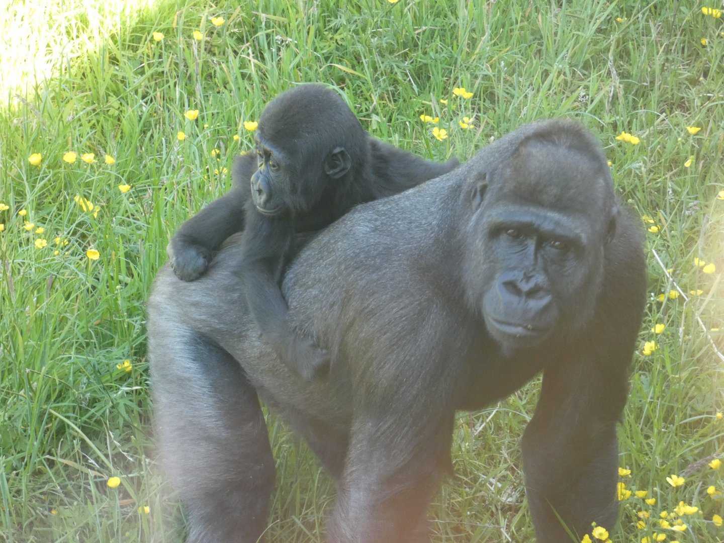 Western lowland gorillas, Kofi and Kibibi